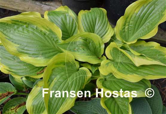 Hosta Grand Marmalade